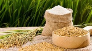 Giá lúa gạo hôm nay ngày 18/4/2024 mới nhất
