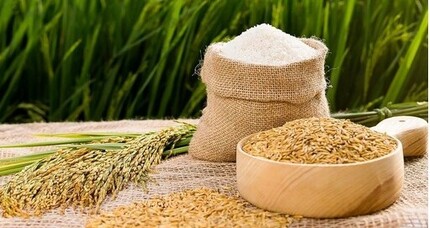 Giá lúa gạo hôm nay ngày 18/4/2024 mới nhất