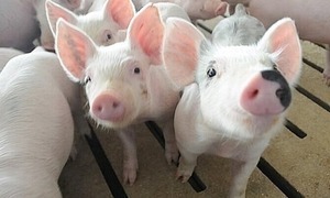 Giá lợn hơi hôm nay 18/4/2024: Tăng trên diện rộng