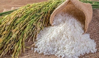 Giá lúa gạo hôm nay ngày 19/4/2024: Tăng giảm trái chiều