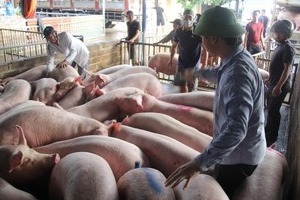 Giá lợn hơi hôm nay 23/4/2024: Đà tăng tiếp tục diễn ra trên diện rộng