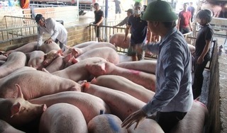 Giá lợn hơi hôm nay 23/4/2024: Đà tăng tiếp tục diễn ra trên diện rộng