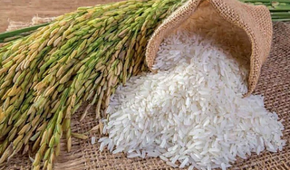 Giá lúa gạo hôm nay ngày 24/4/2024 mới nhất