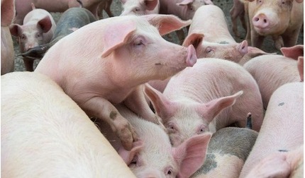 Giá lợn hơi hôm nay ngày 24/4/2024: Tăng nhẹ ở một vài địa phương