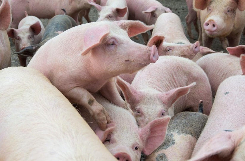 Giá lợn hơi hôm nay ngày 24/4/2024: Tăng nhẹ ở một vài địa phương
