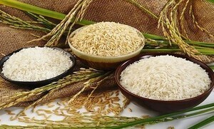 Giá lúa gạo hôm nay ngày 25/4/2024: Điều chỉnh tăng với gạo