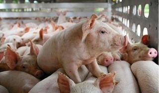 Giá lợn hơi hôm nay 29/4/2024: Tăng/giảm 1.000 đồng/kg