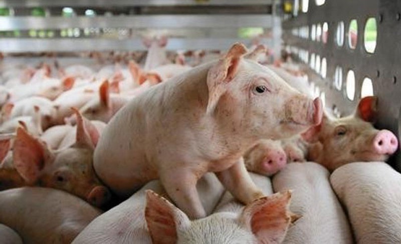 Giá lợn hơi hôm nay 25/4/2024: Tiếp tục tăng ở nhiều nơi