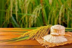 Giá lúa gạo hôm nay ngày 26/4/2024 mới nhất