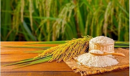 Giá lúa gạo hôm nay ngày 26/4/2024 mới nhất