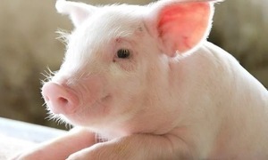 Giá lợn hơi hôm nay 29/4/2024: Tăng/giảm 1.000 đồng/kg