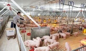 Giá lợn hơi hôm nay 27/4/2024: Tăng giảm trái chiều