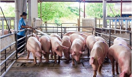 Giá lợn hơi hôm nay 8/5/2024: Miền Bắc tăng nhẹ 1.000 đồng/kg
