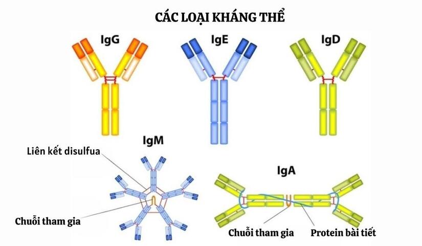 Kháng thể là gì? Vai trò của kháng thể đối với sức khỏe và bệnh tật