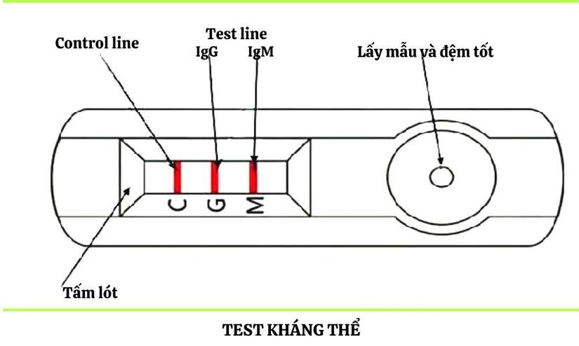 Kháng thể là gì? Vai trò của kháng thể đối với sức khỏe và bệnh tật