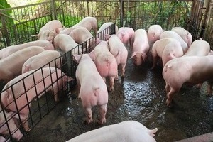 Giá lợn hơi hôm nay 11/5/2024: Tăng nhẹ 1.000 đồng/kg