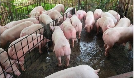 Giá lợn hơi hôm nay 11/5/2024: Tăng nhẹ 1.000 đồng/kg
