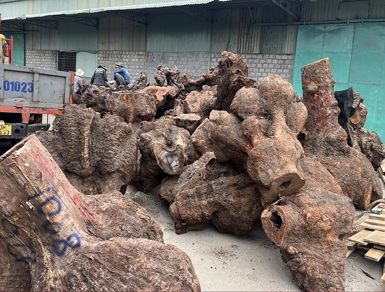 Phát hiện 5 xe đầu kéo chở gỗ xá xị trái phép trị giá hơn 3 tỷ đồng.