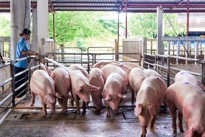 Giá lợn hơi hôm nay 21/5/2024: Tăng 1.000 đồng/kg trên diện rộng