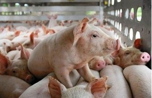 Giá lợn hơi hôm nay 23/5/2024: Đà tăng trên diện rộng