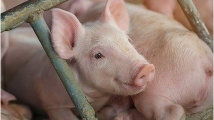 Giá lợn hơi hôm nay ngày 25/5/2024: Đà tăng vẫn tiếp diễn