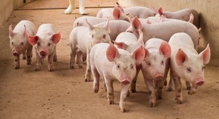 Giá lợn hơi hôm nay 28/5/2024: Tăng giảm trái chiều