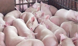 Giá lợn hơi hôm nay 29/5/2024: Tăng trên diện rộng 