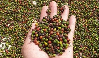 Giá hồ tiêu hôm nay 30/5/2024: Trong nước tăng kỷ lục 