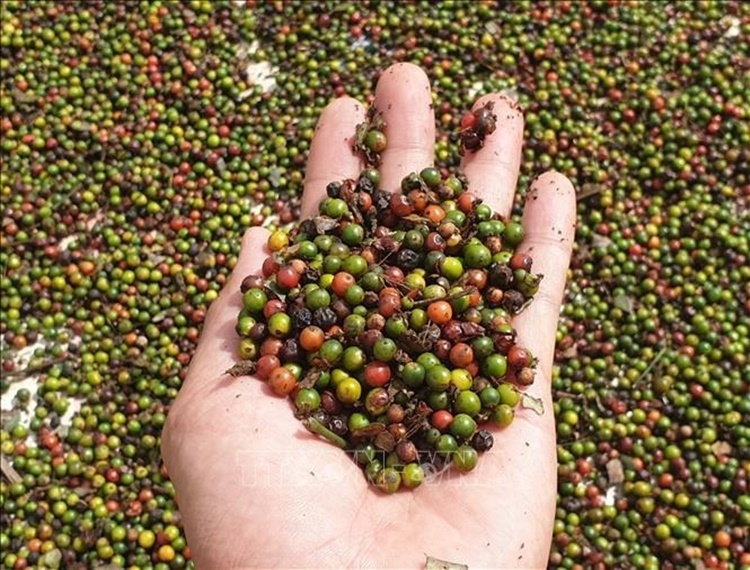 Giá hồ tiêu hôm nay 30/5/2024: Trong nước tăng kỷ lục 