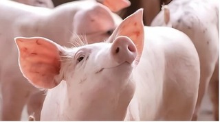 Giá lợn hơi hôm nay 30/5/2024: Tăng, giảm trái chiều