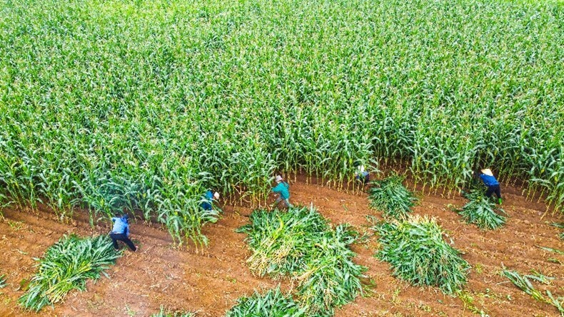 Người dân/nông dân hưởng lợi gì khi doanh nghiệp làm 'NET ZERO'