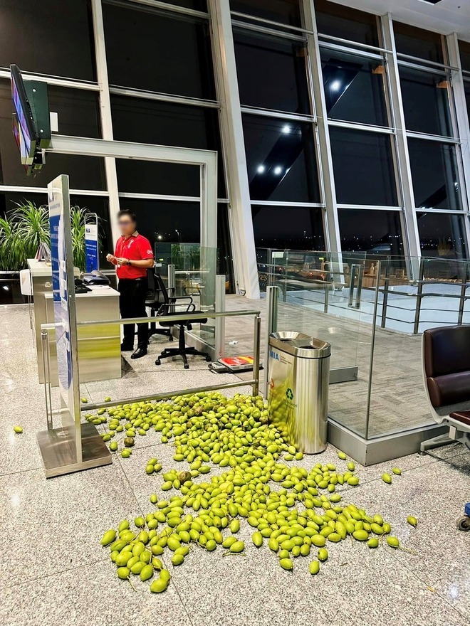Xôn xao hình ảnh đống xoài - cóc nằm ngổn ngang trên sàn nhà ga sân bay Nội Bài