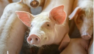 Giá lợn hơi hôm nay 2/7/2024: Tiếp tục giảm