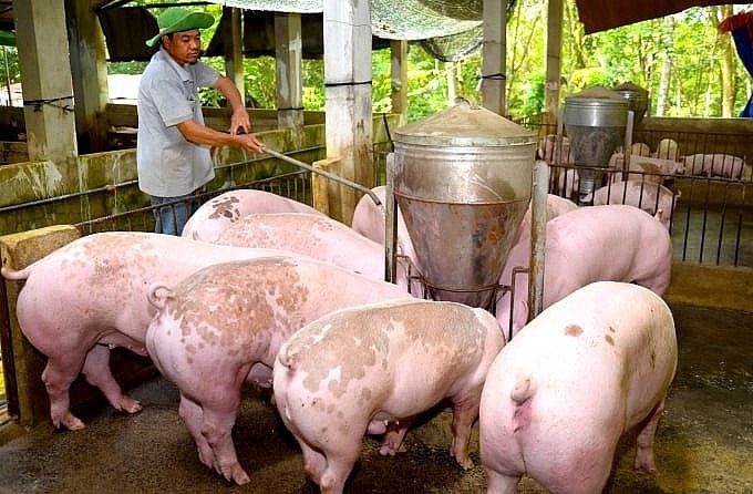 Giá lợn hơi hôm nay 5/7/2024: Tăng nhẹ 2.000 đồng/kg