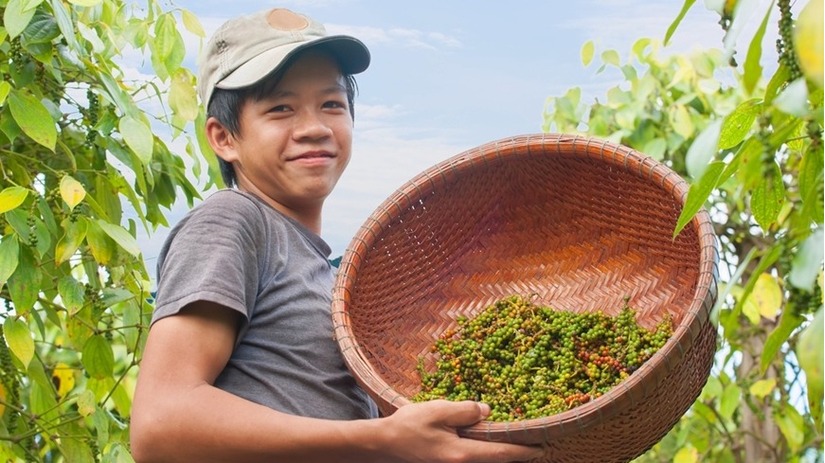 Giá hồ tiêu hôm nay 9/7/2024: Tăng không ngừng