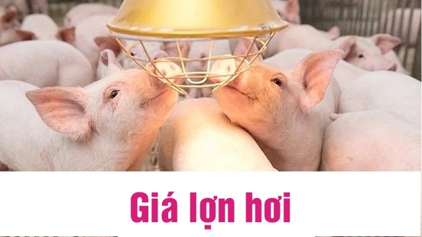 Giá lợn hơi hôm nay 10/7/2024: Giảm nhẹ ở 3 miền