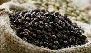 Giá hồ tiêu hôm nay 15/7/2024: Chững giá ở một số nơi