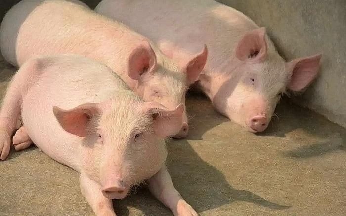 Giá lợn hơi hôm nay 15/7/2024: Miền Nam tăng giảm trái chiều 