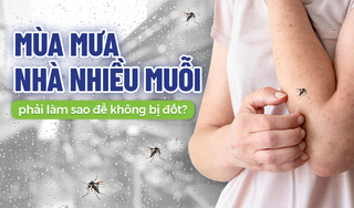 Mùa mưa nhà nhiều muỗi phải làm sao để không bị đốt?