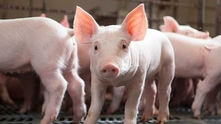 Giá lợn hơi hôm nay 24/7/2024: Miền Nam tăng nhẹ