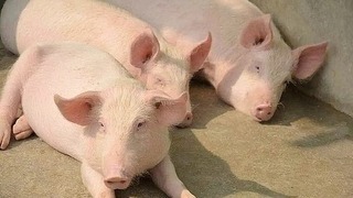 Giá lợn hơi hôm nay 25/7/2024: Miền Trung và Nam tăng nhẹ 