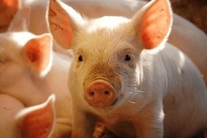 Giá lợn hơi hôm nay 26/7/2024: Miền Nam giảm nhẹ