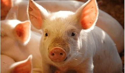 Giá lợn hơi hôm nay 26/7/2024: Miền Nam giảm nhẹ