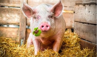 Giá lợn hơi hôm nay 29/7/2024:  Giảm ở cả 3 miền