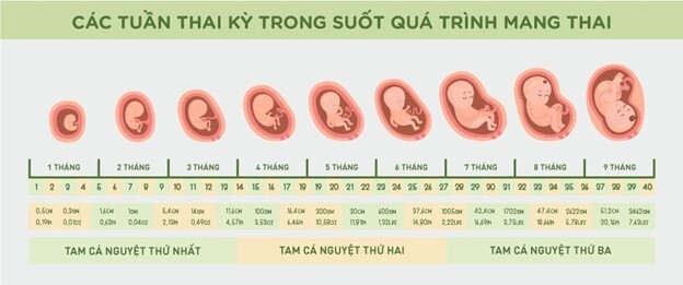 Dấu hiệu có thai 3 tuần đầu: Những thay đổi mẹ cần lưu ý