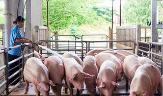 Giá lợn hơi hôm nay 6/8/2024: Biến động trái chiều