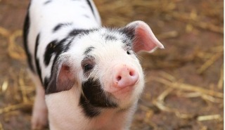 Giá lợn hơi hôm nay 7/8/2024: Đi ngang trên diện rộng