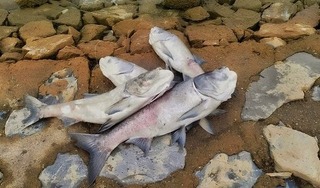 Cá chết bất thường tại hồ nước lớn nhất tỉnh Quảng Bình 