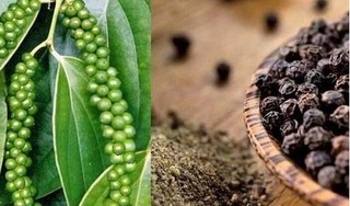 Giá hồ tiêu hôm nay 8/8/2024: Trong nước tiếp tục giảm