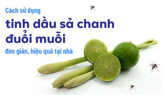 Cách sử dụng tinh dầu sả chanh đuổi muỗi đơn giản, hiệu quả tại nhà